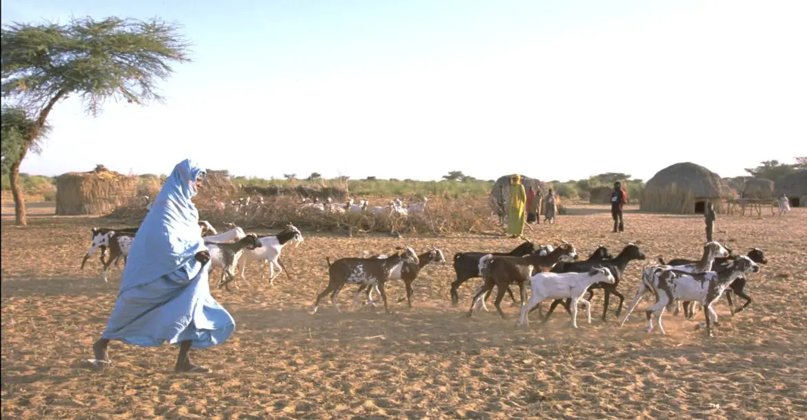 A herd of livestock in Mali's Bambara region.