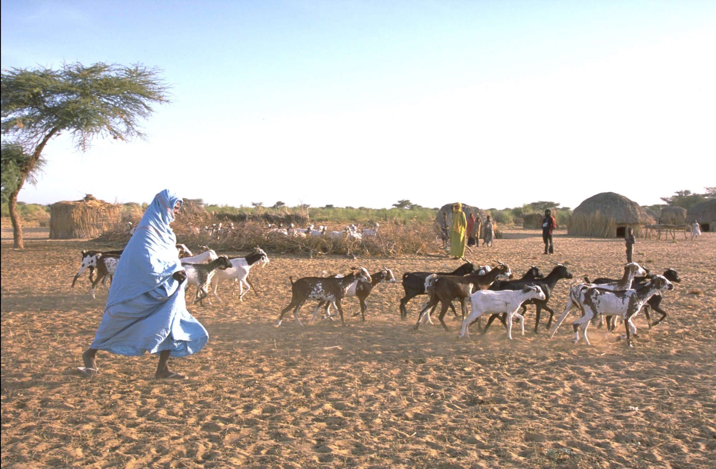A herd of livestock in Mali's Bambara region.