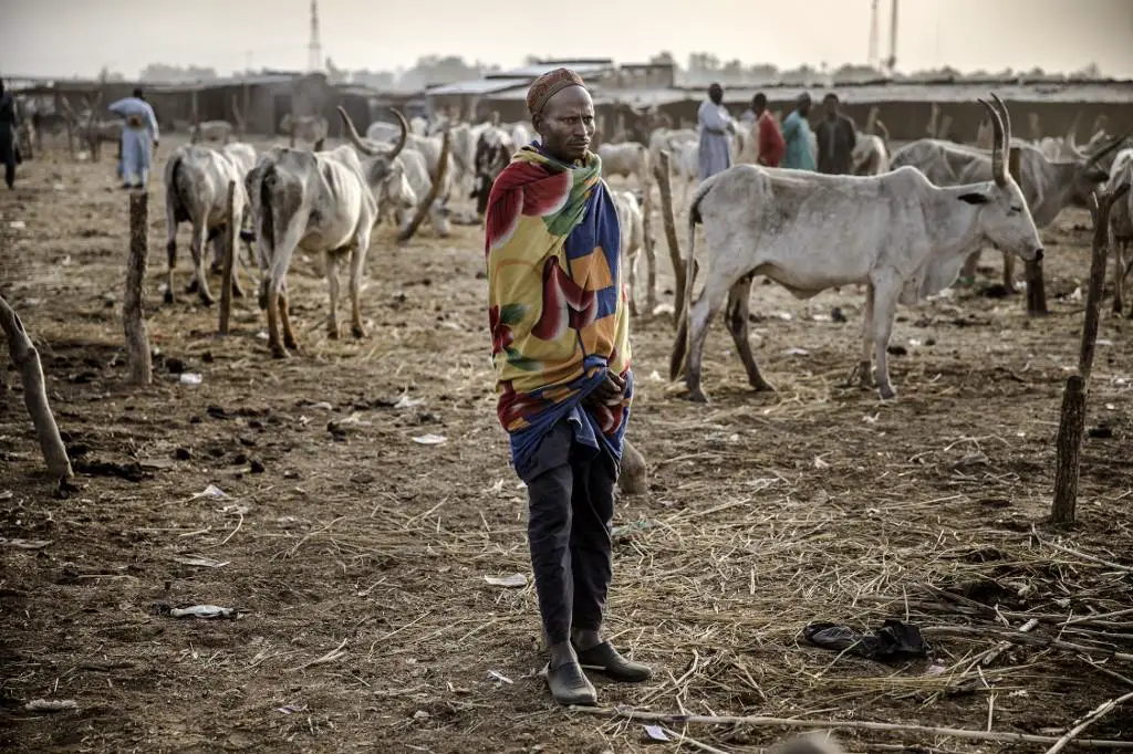 A herder and a flock of cattle in Nigeria.