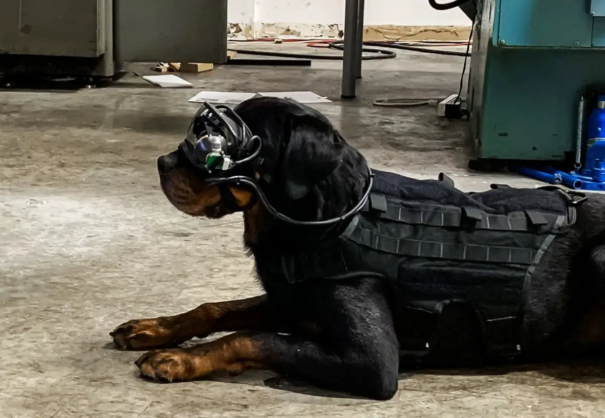 A new technology provides military working dogs with augmented reality goggles that allows a dog’s handler to give it specific directional commands while keeping the warfighter remote and out of sight