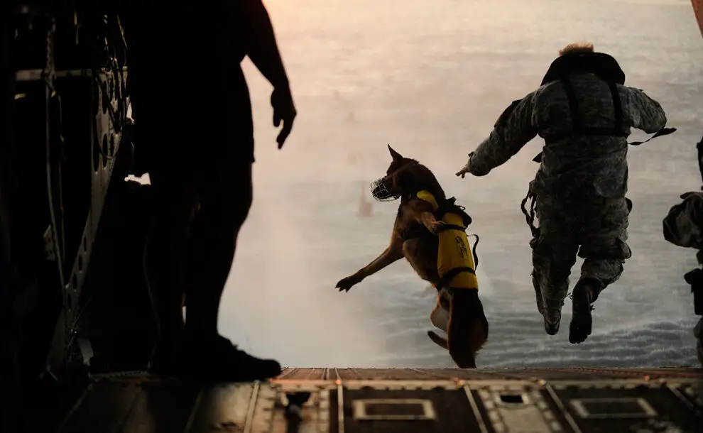 Canine paratrooper