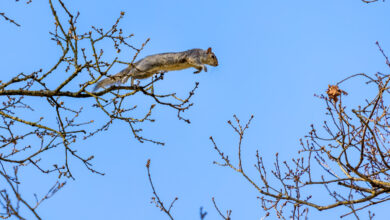 A grey squirrel jumping from one branch to the next.