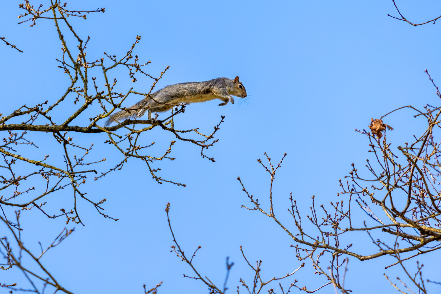 A grey squirrel jumping from one branch to the next.