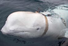 An April 2019 photo showing the beluga whale, which Norwegians nicknamed Hvaldimir