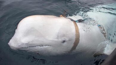 An April 2019 photo showing the beluga whale, which Norwegians nicknamed Hvaldimir