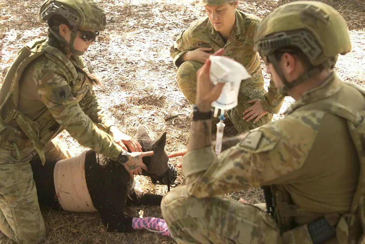 Australian Army practises critical first aid skills on the robotic training dog, Diesel. Photo: SIG Kobi Rankin/Australian Ministry of Defence