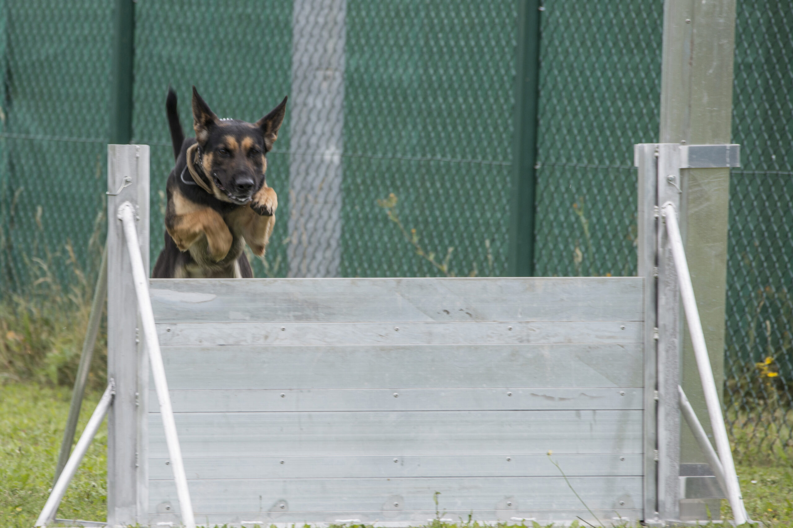 U.S. Soldiers with the 131st Military Working Dog Detachment, 615th Military Police Company, conduct dog-handler training at Oberdachstetten Range Area at U.S. Army Garrison Ansbach in Bavaria, Germany, July 18, 2017. Military working dogs are trained to subdue or intimidate suspects before having to use lethal force; they are also used for detecting explosives, narcotics and other harmful materials. (U.S. Army photo by Visual Information Specialist Georgios Moumoulidis, TSC Ansbach)