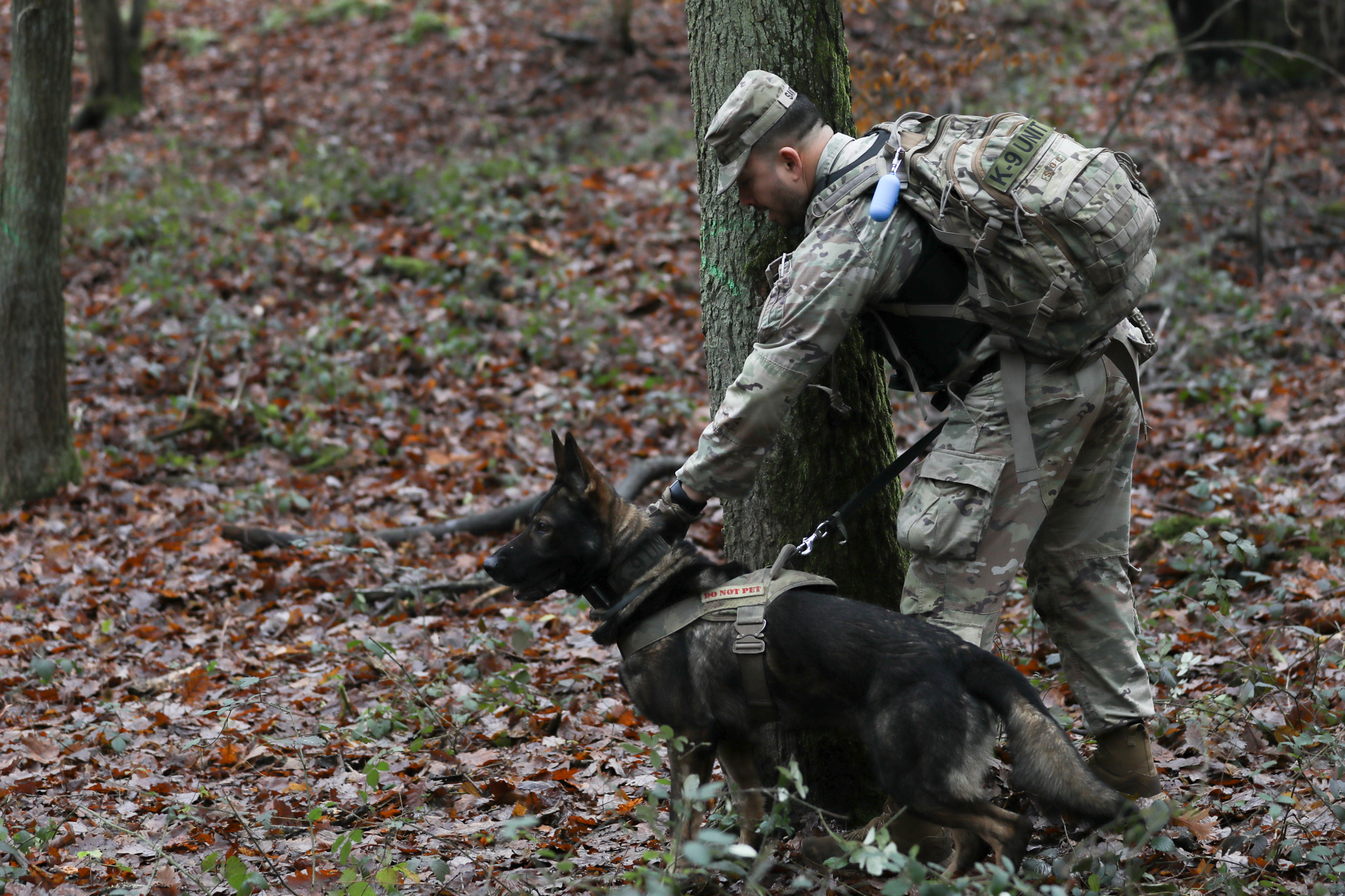 Sgt. Fabio Santana with the 100th Military Police Detachment Military Working Dog, Combined Military Working Dog Detachment Europe, holds Staff Sgt. Eron, a Military Working Dog, while he gives commands to the escapee during a missing prisoner emergency action plan exercise on Sembach Kaserne, Germany, on Dec. 14, 2023. In 1942, the Quartermaster Corps of the United States Army began training dogs for the newly established War Dog Program, or “K-9 Corps.”