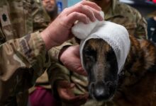 Military Working Dog Bonie’s head is wrapped during a Canine - Tactical Combat Casualty Care training at an undisclosed location in the U.S. Central Command area of responsibility, Dec. 13, 2023. A bandage was applied to Bonie's ear to illustrate the proper technique for creating a comfortable wrap in case of an injury to a dog's ear. The K-9 TCCC training equips healthcare specialists with indispensable knowledge, ensuring the delivery of swift and effective care to MWDs in critical situations when they might sustain injuries during military operations. (U.S. Air Force photo by Senior Airman Sarah Williams)