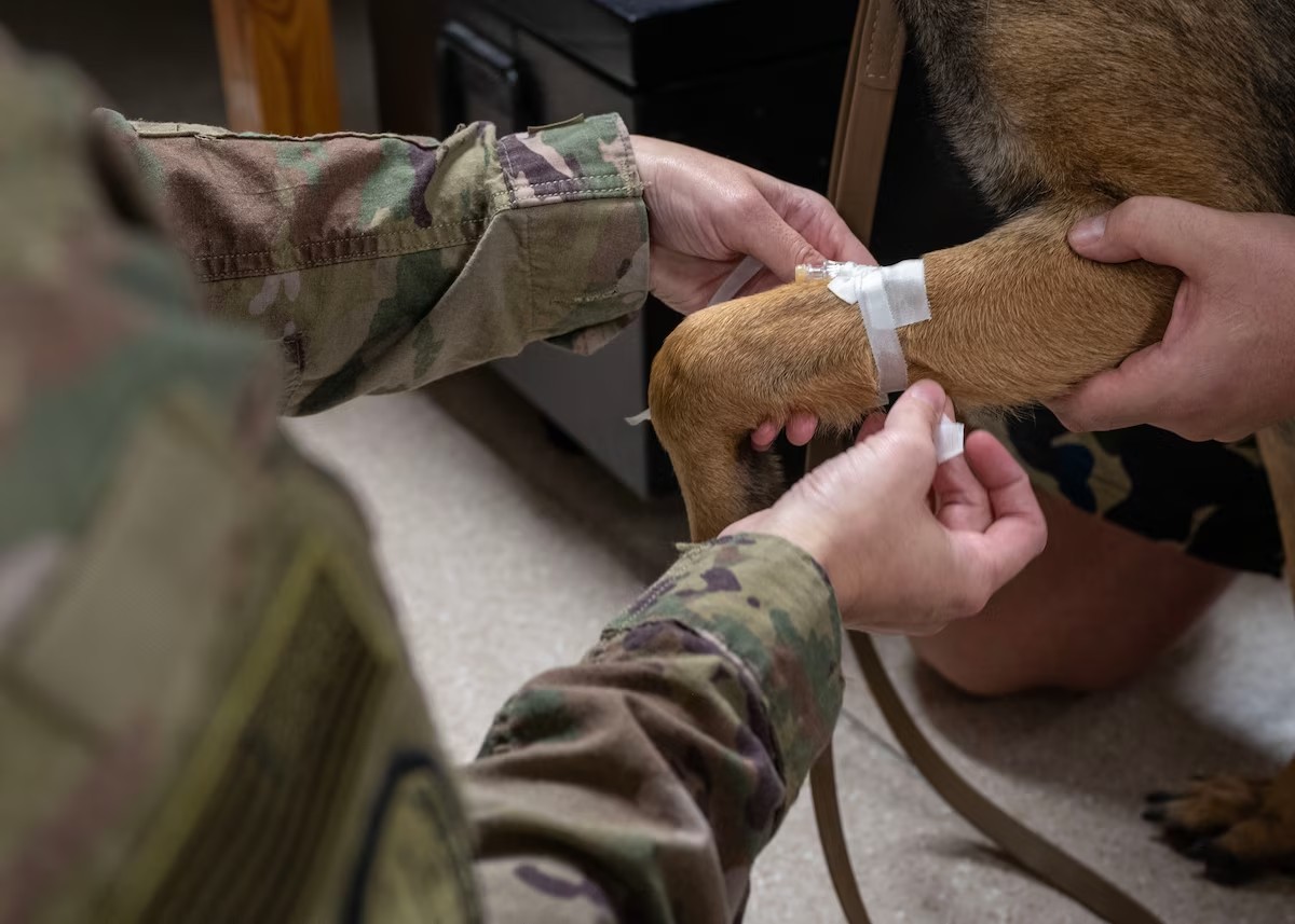 A needle is simulated to be inserted in Military Working Dog As’s arm during a Canine - Tactical Combat Casualty Care training at an undisclosed location in the U.S. Central Command area of responsibility, Dec. 13, 2023. Participants learned how to perform intravenous interventions to administer fluids, medications, and other treatments directly into the bloodstream, enabling efficient and rapid delivery of therapeutic agents in emergency situations, critical care, and various medical conditions. The K-9 TCCC training equipped healthcare specialists with indispensable knowledge, ensuring the delivery of swift and effective care to MWDs in critical situations when they might sustain injuries during military operations. (U.S. Air Force photo by Senior Airman Sarah Williams)