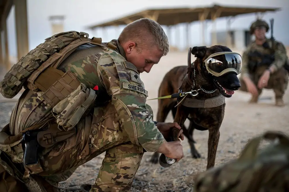 US military dog